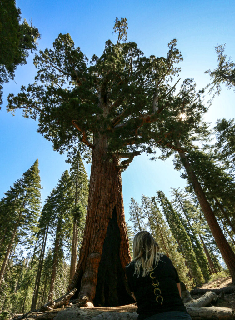 Grizzly giant tree