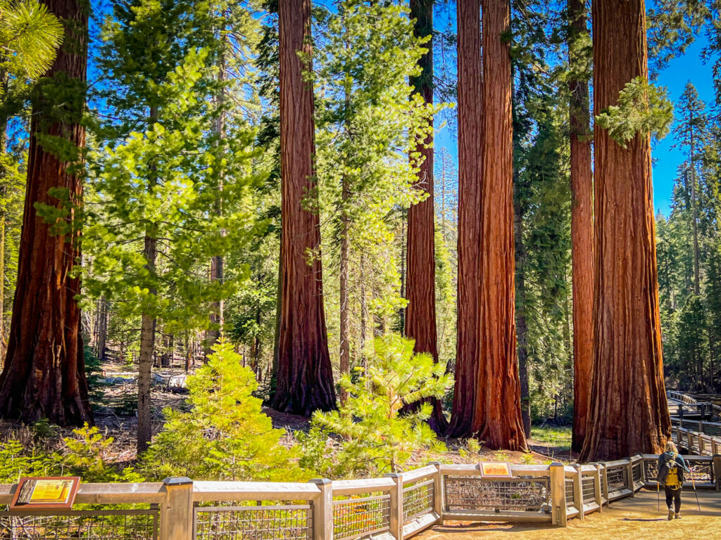 Mariposa Grove, cosa vedere allo Yosemite national park